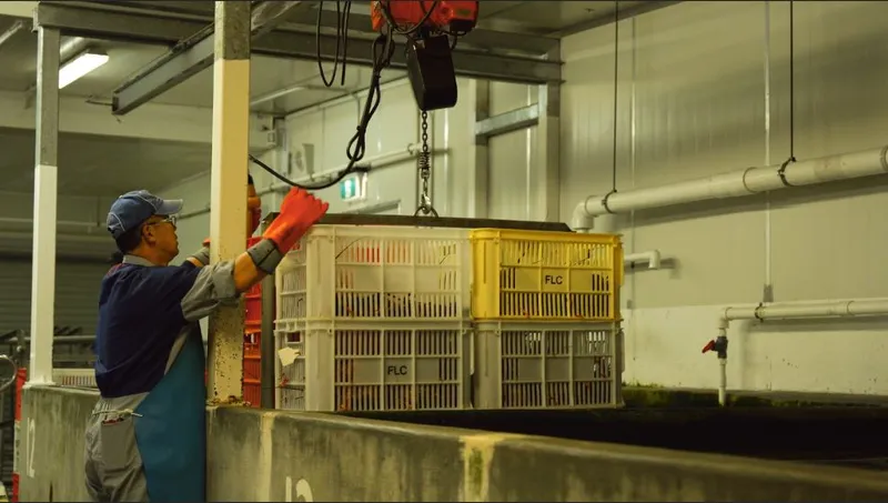 Fiordland Lobster Company