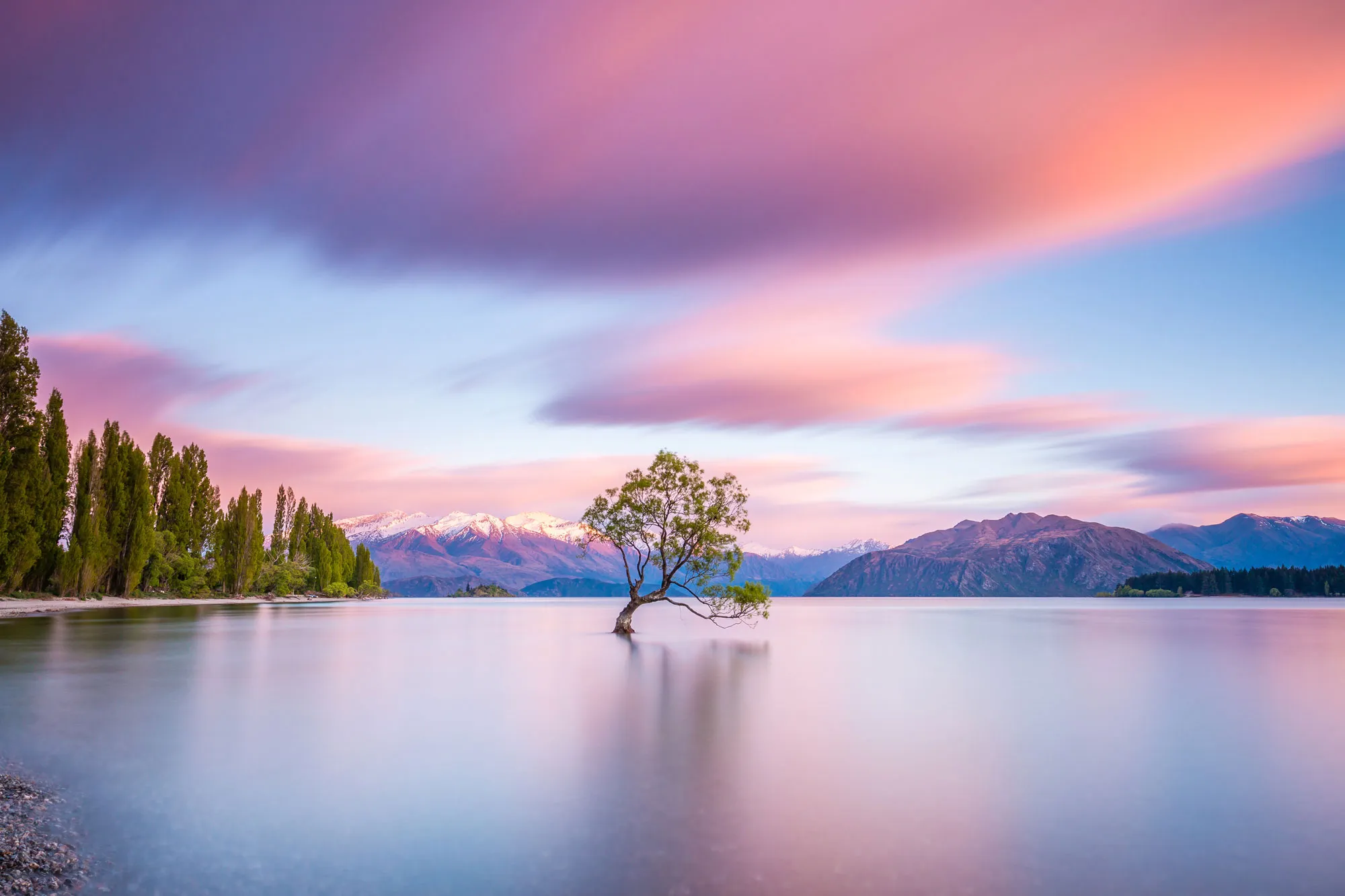wanaka tree